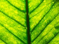 Gegenlicht auf Blattadern